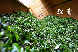 Phoenix Dancong Oolong — 900 Years of Tradition and Craftsmanship